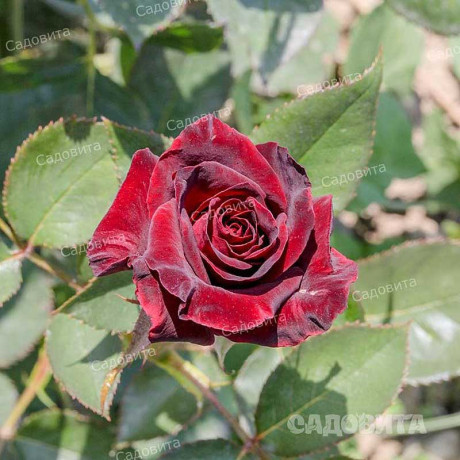 Роза чайно-гибридная Блэк Баккара Садовита