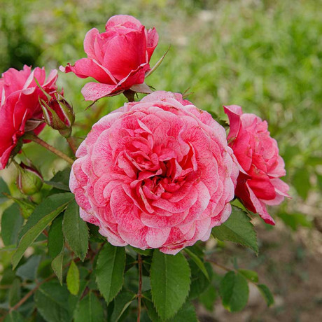 Роза плетистая Камелот Садовита