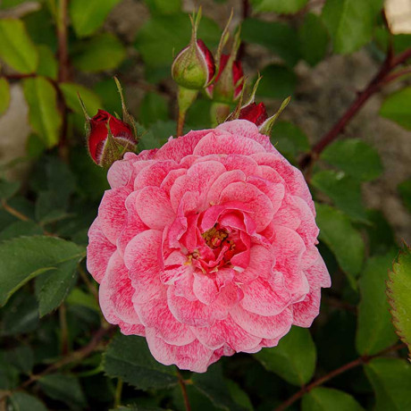 Роза плетистая Камелот Садовита