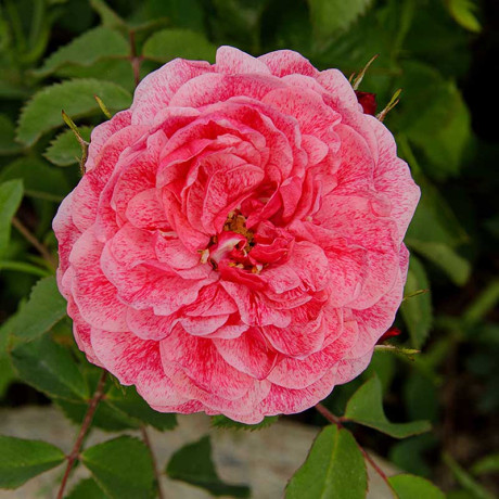 Роза плетистая Камелот Садовита