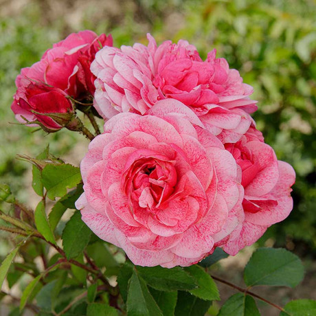 Роза плетистая Камелот Садовита