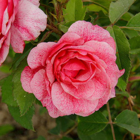 Роза плетистая Камелот Садовита