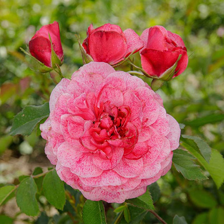 Роза плетистая Камелот Садовита