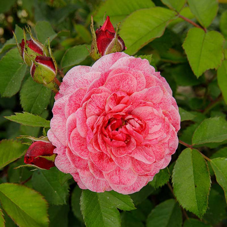 Роза плетистая Камелот Садовита