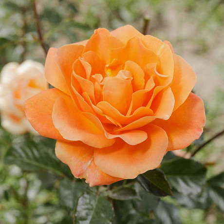 Роза флорибунда Памкин Патч Садовита