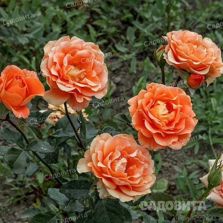 Роза флорибунда Памкин Патч Садовита