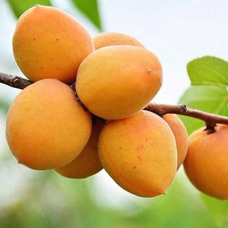 Абрикос Ульянихинский Садовита