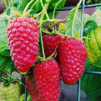 Малина Краса России Садовита