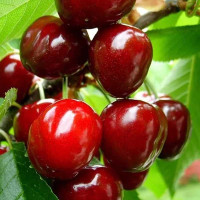 Черешня Россошанская крупная Садовита