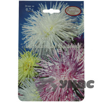 К Астра Американская красавица Смесь Каприс