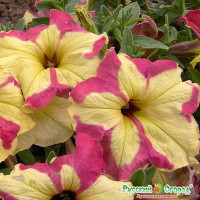 Петуния Экзотик Тулуз НК Ц