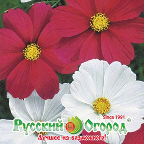 Космея Красное и белое НК Ц