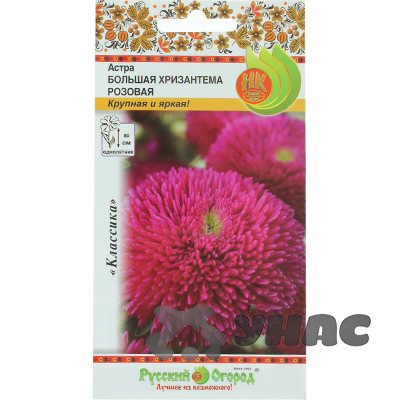 Астра Большая хризантема розовая НК Ц