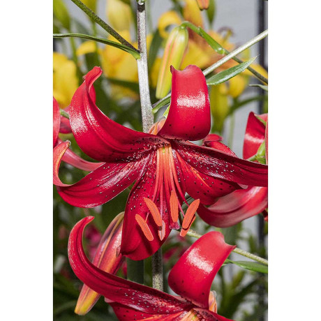 Лилия Рэд Вельвет 12/14 5 шт Садовита