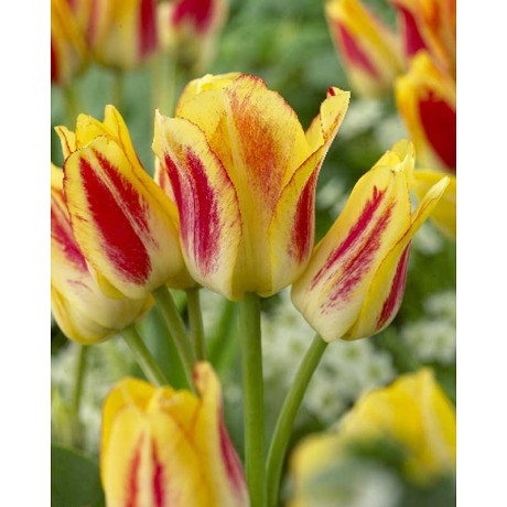 Тюльпан Саншайн Клаб 11/12 2 шт