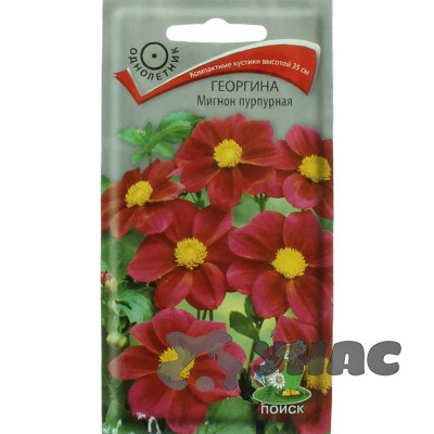 Георгин Мигнон пурпурная Поиск Ц