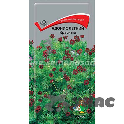Адонис Красный летний Поиск Ц