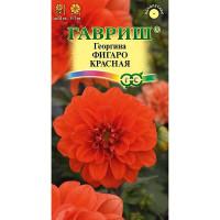 Георгин Фигаро красная Гавриш Ц