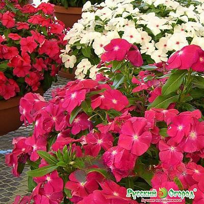 Аквилегия Винки смесь НК Цх10