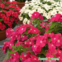 Аквилегия Винки смесь НК Цх10