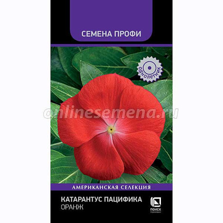 Семена Катарантус Пацифика Оранж Поиск Цх10