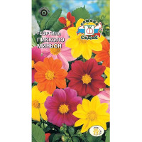 Георгин Пикколо миньон Седек Ц