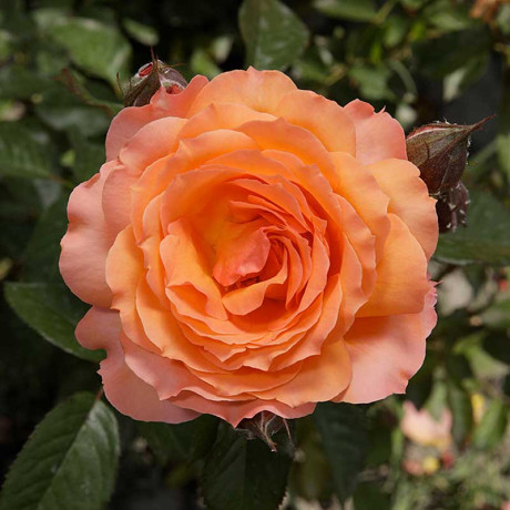 Роза шраб Бельведер Садовита