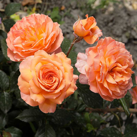 Роза шраб Бельведер Садовита