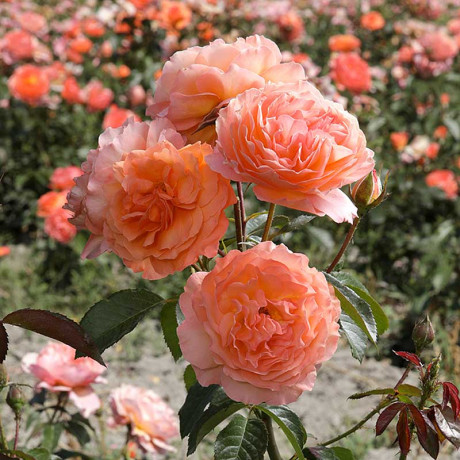 Роза шраб Бельведер Садовита