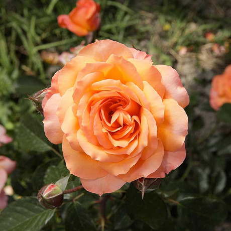 Роза шраб Бельведер Садовита