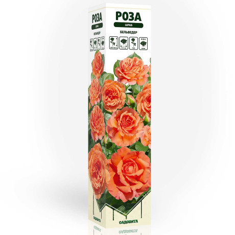 Роза шраб Бельведер Садовита