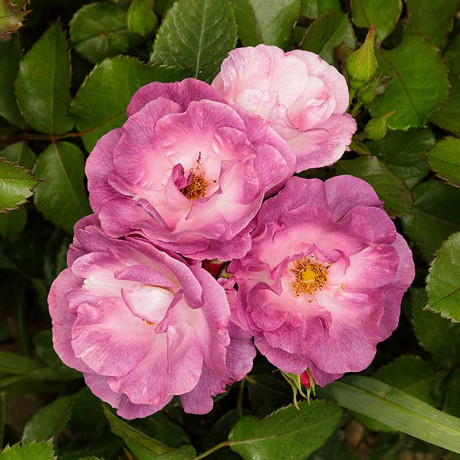 Роза флорибунда Блю Фор Ю Садовита