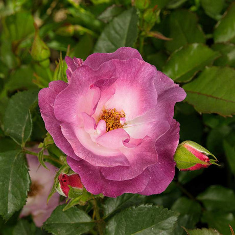 Роза флорибунда Блю Фор Ю Садовита