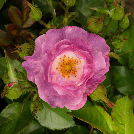 Роза флорибунда Блю Фор Ю Садовита