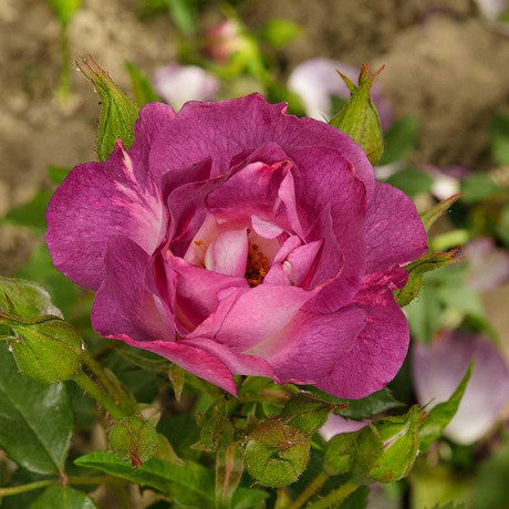 Роза флорибунда Блю Фор Ю Садовита