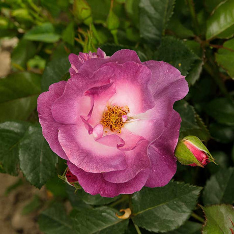 Роза флорибунда Блю Фор Ю Садовита