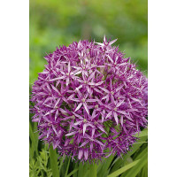 Лук Декор. Кристофа 10/12 8 шт Садовита