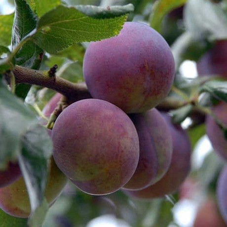 Слива Болховчанка Садовита