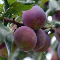 Слива Болховчанка Садовита