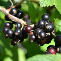 Смородина черная Грация Садовита
