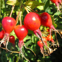 Шиповник Витаминный-2 Садовита