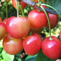 Черешня Юлия Садовита
