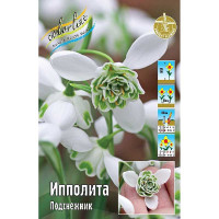 Подснежник Ипполита 6/+ 3 шт