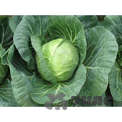 Капуста Нозоми (Нидерланды) Каприс