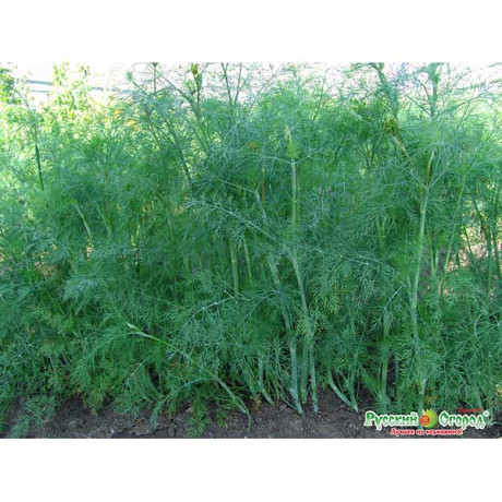 Укроп Аллигатор НК Ц