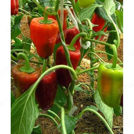 Перец Ариадни (Нидерланды) Каприс