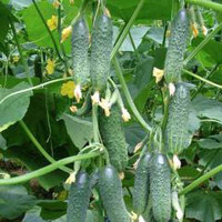 Огурец Паратунка F1 500шт Семко