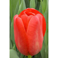 Тюльпан Скай Хай Скарлет 11/12 7 шт Садовита