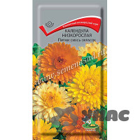 Календула Пигми Поиск Ц