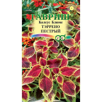 Колеус Тэррено пестрый Гавриш Ц